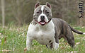 Jaxson - American Bully Pocket Male (8599222904).jpg