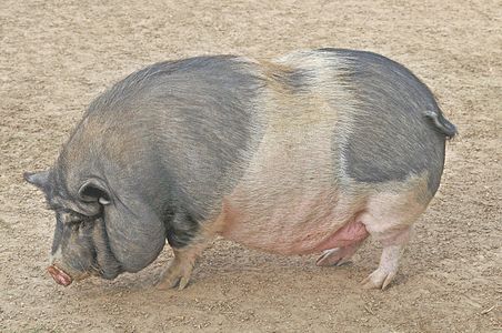 Pot-bellied pig