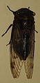 AustralianMuseum cicada specimen 56.JPG