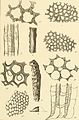 Contributions to the micro-palæontology of the Cambro-Silurian rocks of Canada (1883) (20502403938).jpg