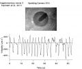 File:An-Image-Free-Opto-Mechanical-System-for-Creating-Virtual-Environments-and-Imaging-Neuronal-pone.0024666.s004.ogv