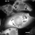 File:Imaging-the-Directed-Transport-of-Single-Engineered-RNA-Transcripts-in-Real-Time-Using-Ratiometric-pone.0085813.s002.ogv