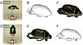 Capturing-Natural-Colour-3D-Models-of-Insects-for-Species-Discovery-and-Diagnostics-pone.0094346.g011.jpg