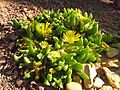 Glottiphyllum depressum.jpg