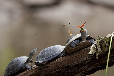 A butterfly feeding on the tears of a turtle in Ecuador.jpg