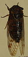 AustralianMuseum cicada specimen 52.JPG