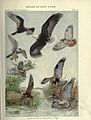 Birds of New York (Plate 43) (6901482722).jpg