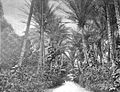 Entrance to Ainahau, near Honolulu, residence of Princess Kaiulani.jpg