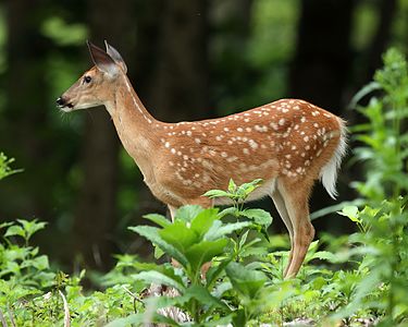 White-tailed deer fawn (Odocoileus virginianus), Owen Conservation Park, Madison, Wisconsin