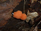 Tubifera ferruginosa 2010 G1.jpg