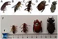 Capturing-Natural-Colour-3D-Models-of-Insects-for-Species-Discovery-and-Diagnostics-pone.0094346.g008.jpg