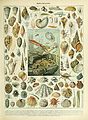 Adolphe Millot mollusques.jpg