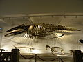 Grigore Antipa National Museum of Natural History, Romania, Bucharest. Fossil of a very big fish.JPG