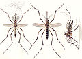 Aedes aegypti E-A-Goeldi 1905.jpg