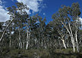 Woodland, Nadgigomar Nature Reserve.jpg