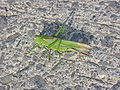 Grasshopper, Ardennes.JPG