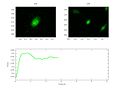 File:High-Throughput-Analysis-of-NF-B-Dynamics-in-Single-Cells-Reveals-Basal-Nuclear-Localization-of-NF-pone.0090104.s019.ogv