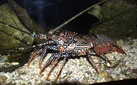 Washington DC Zoo - Panulirus guttatus 1.jpg