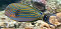 Acanthurus lineatus Flynn Reef crop.jpg