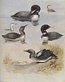 Archibald Thorburn Plate 77.jpg