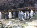 Belgium, Anwterp Zoo, King Penguins.JPG
