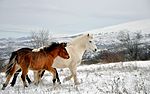 Wild horses, Shar Mountain.jpg