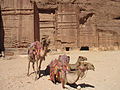 Camels resting at Petra1.JPG