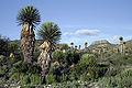 Yucca forest.jpg