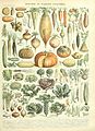 Adolphe Millot legume et plante potageres.jpg