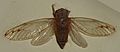 AustralianMuseum cicada specimen 02.JPG