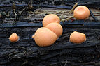 Lycogala epidendrum 2011 G1.jpg