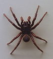 AustralianMuseum spider specimen 11.JPG