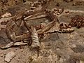 Shed snake skin by the temple ruins of Dabos 201307.jpg