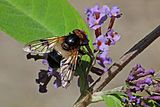 Pellucid fly (Volucella pellucens) female.jpg