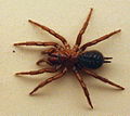 AustralianMuseum spider specimen 33.JPG