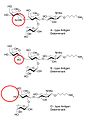 Chemical Differences in the Antigen-Binding Sites in Human Immunoglobulin.jpg