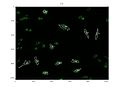 File:High-Throughput-Analysis-of-NF-B-Dynamics-in-Single-Cells-Reveals-Basal-Nuclear-Localization-of-NF-pone.0090104.s016.ogv