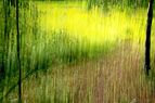 Zeche Zollverein trees and grass ICM impression.JPG