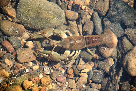 Smoke Hole - crayfish 1.jpg