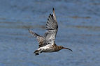 Curlew (Numenius arquata) in flight.jpg