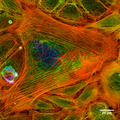 STD Depth Coded Stack Phallodin Stained Actin Filaments.png