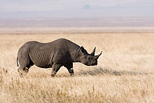 Black rhino