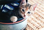 Cuteness is no excuse!