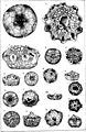 Upper Devonian and Niagara Crinoids (microform) (1894) (20637060671).jpg