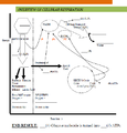 Overview of cellular respiration.png