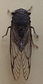 AustralianMuseum cicada specimen 11.JPG