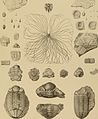 Die Versteinerungen des rheinischen Schichtensystems in Nassau. Mit einer kurzgefassten Geognosie dieses Gebietes und mit steter Berücksichtigung analoger Schichten anderer Lander (1850) (14781004661).jpg