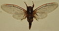 AustralianMuseum cicada specimen 59.JPG