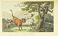 SYNTAX(1813) - 08 - Doctor Syntax, Pursued by a Bull.jpg