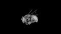 File:Micro-CT-Imaging-of-Denatured-Chitin-by-Silver-to-Explore-Honey-Bee-and-Insect-Pathologies-pone.0027448.s008.ogv